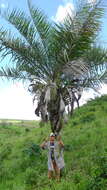 Image of Vanilla palmarum (Salzm. ex Lindl.) Lindl.