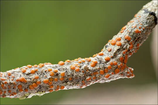 Imagem de Caloplaca ferruginea (Huds.) Th. Fr.