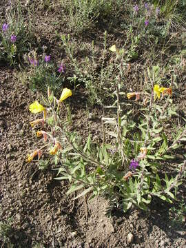 Image of longstem evening primrose