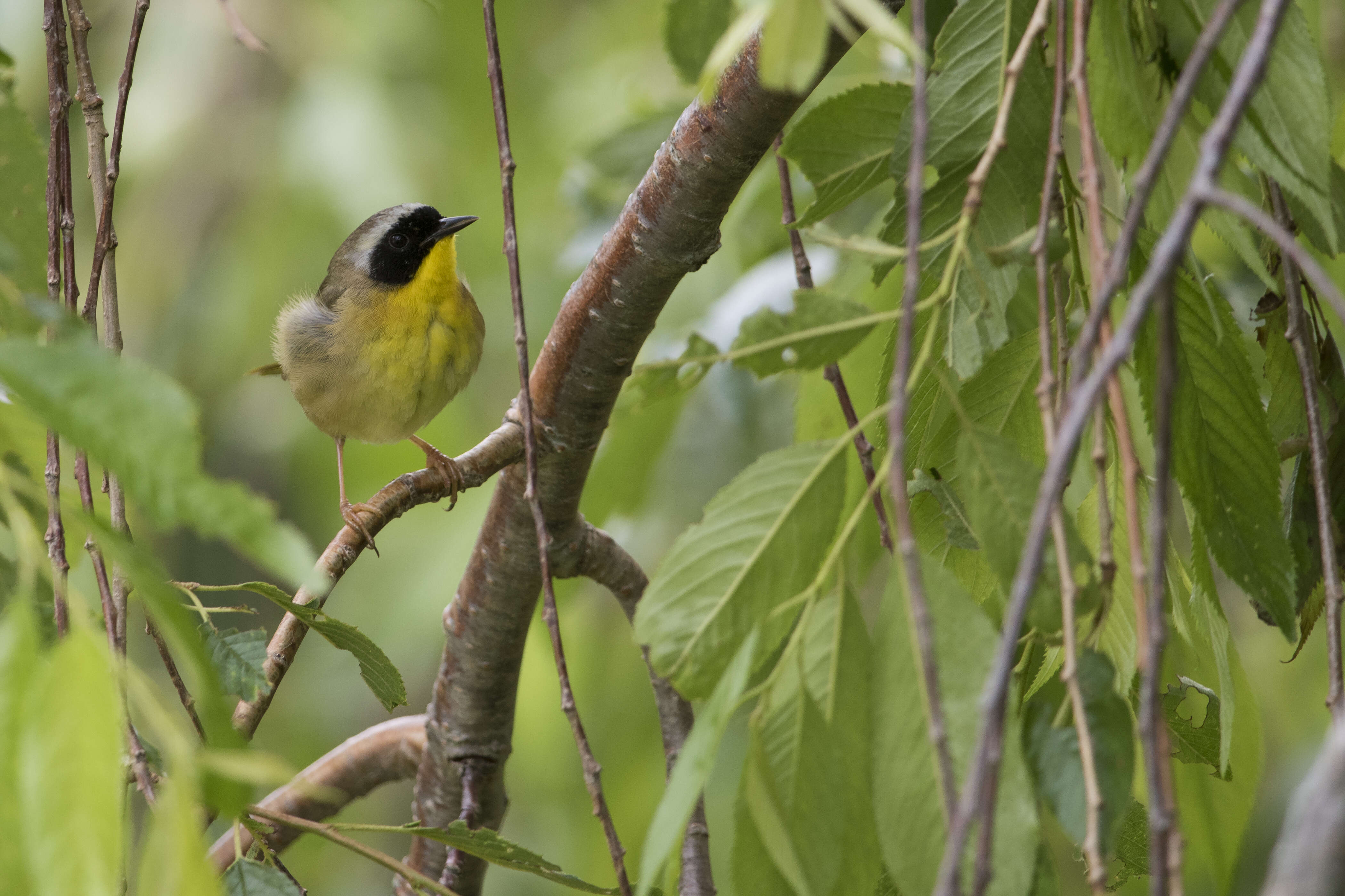 Image of Common Yellowthroat