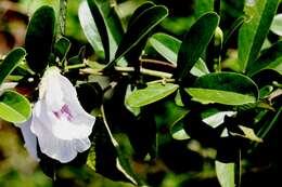 Image de Clitoria laurifolia Poir.