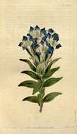 Image of crested gentian