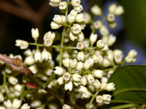 Image of Olea dioica Roxb.