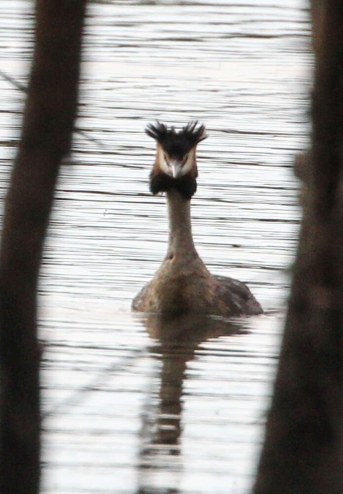 صورة Podiceps cristatus australis Gould 1844