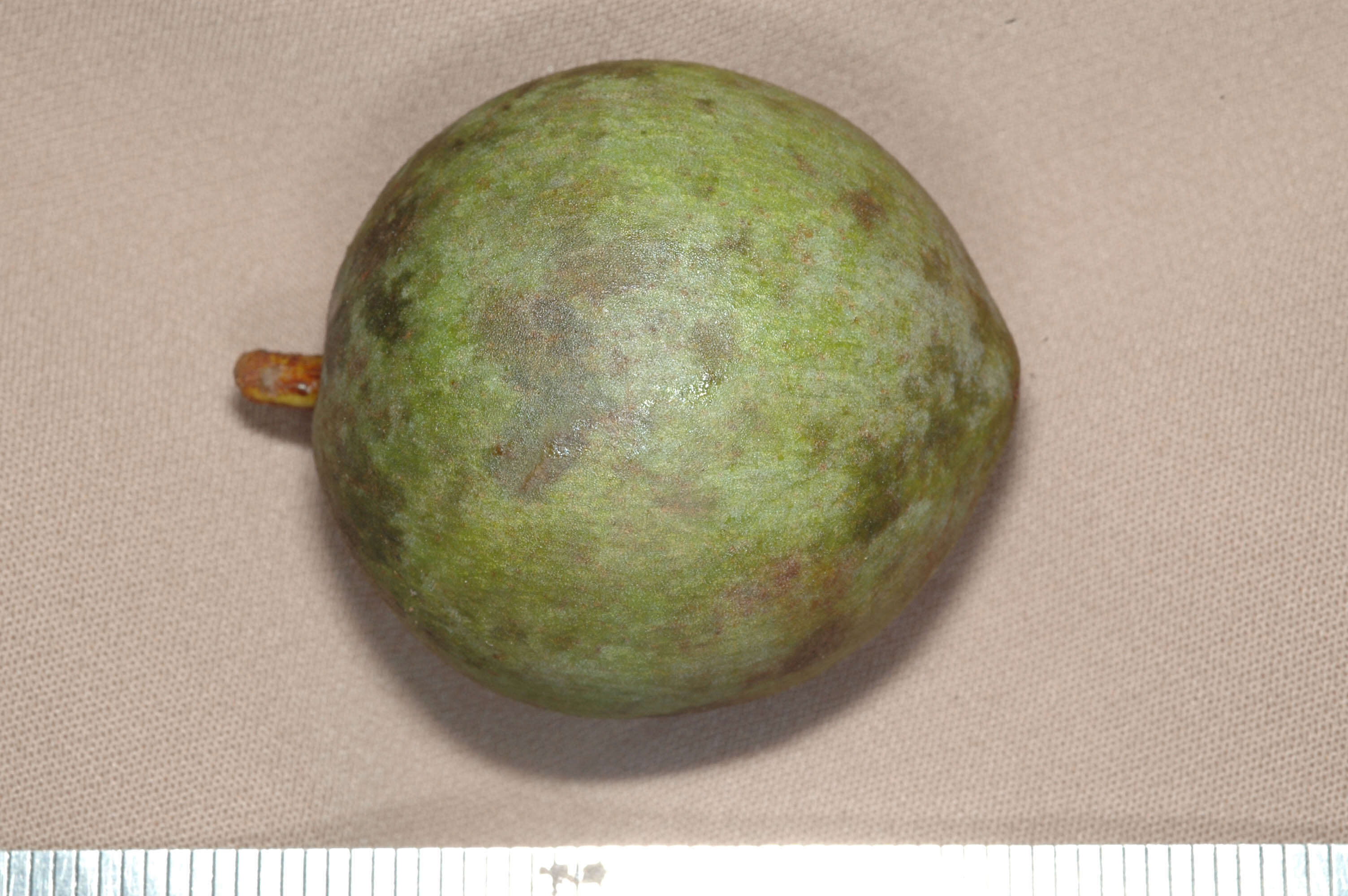 Image of Antilles calophyllum