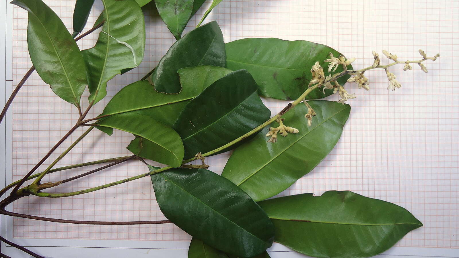 Image of Conchocarpus