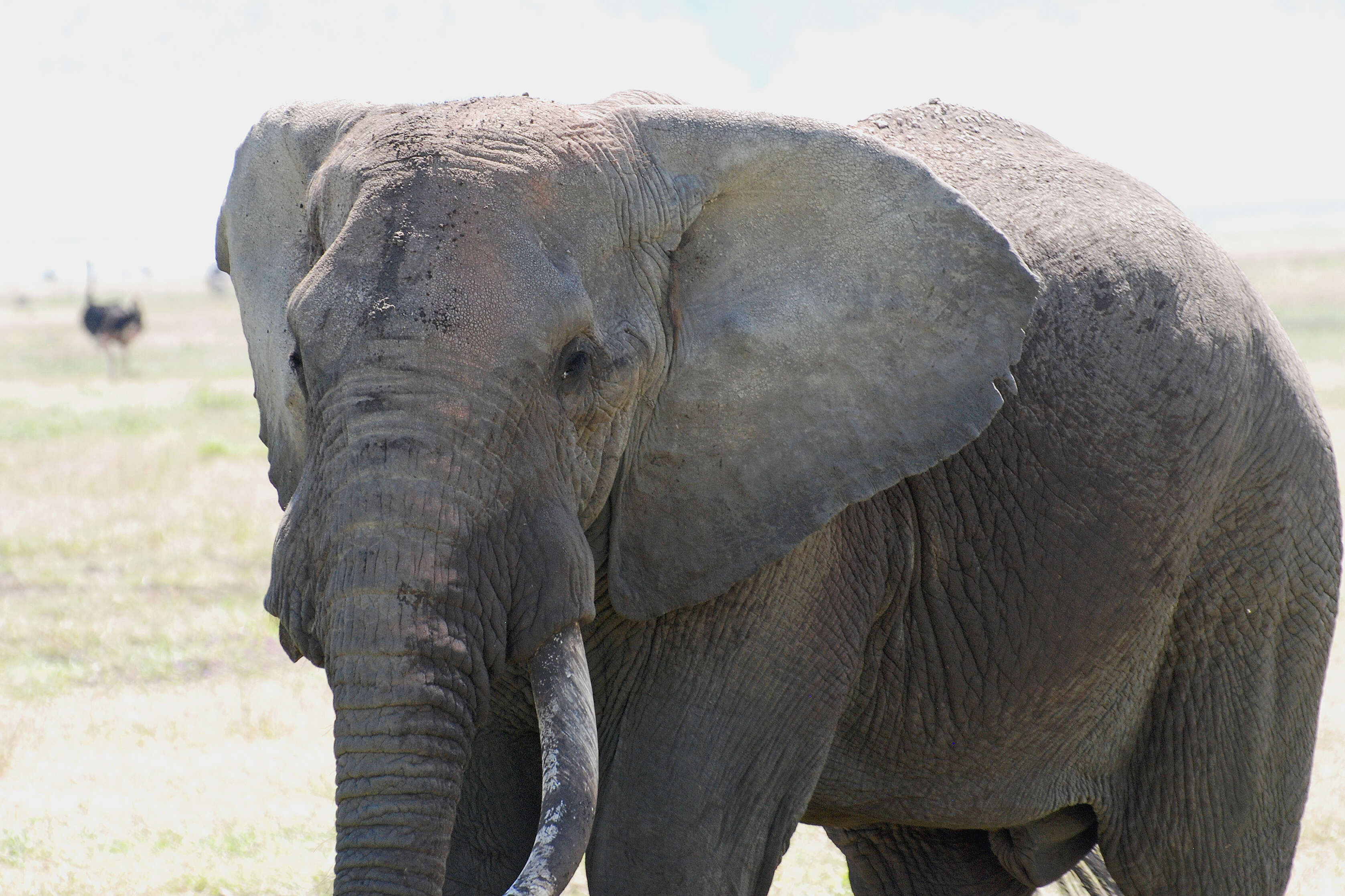 Image of African bush elephant