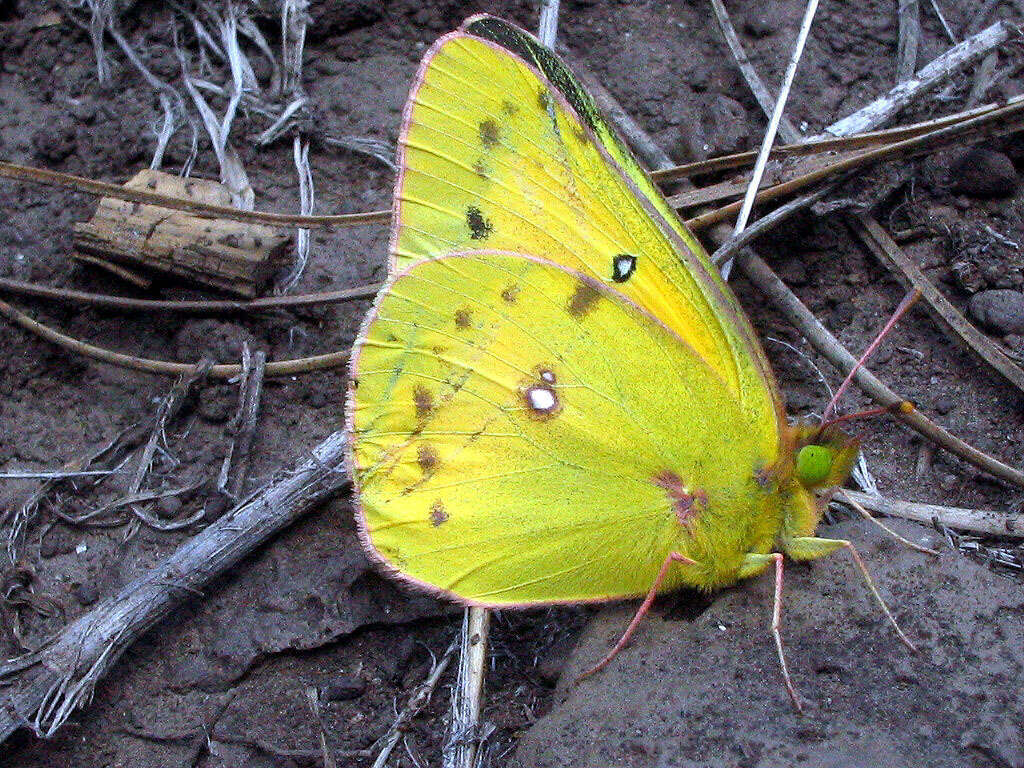 Слика од Colias