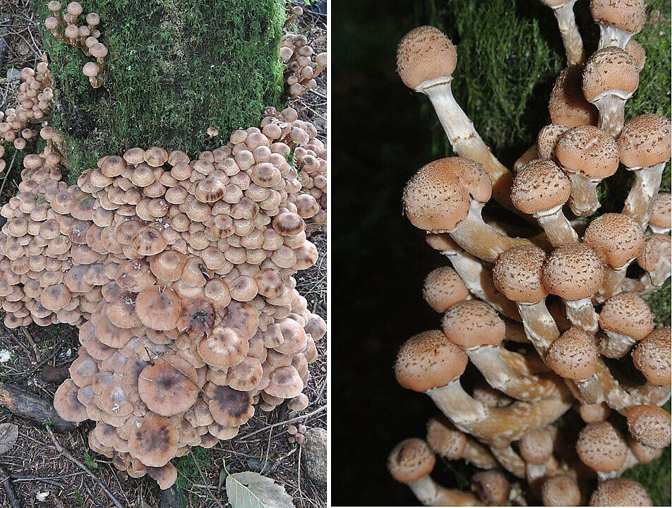 Image of Honey Fungus