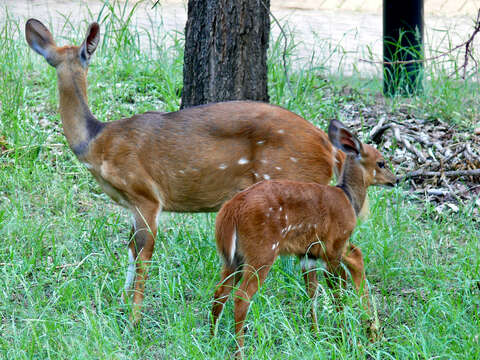 Image of Spiral-horned Antelope