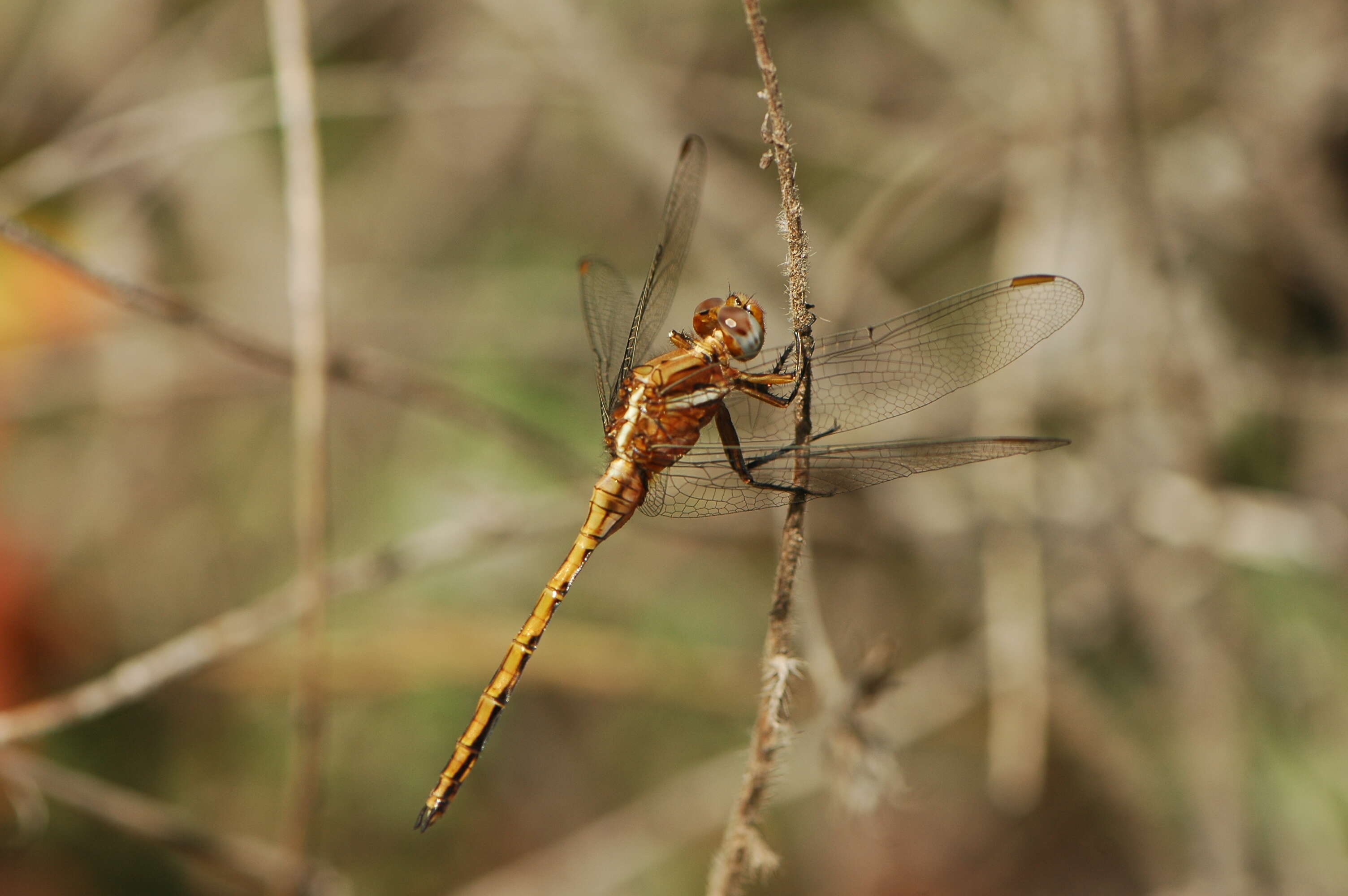 Image of Skimmers (Dragonflies)