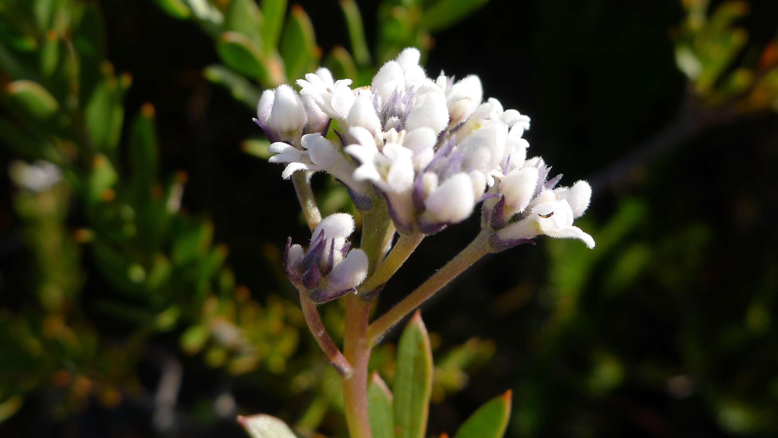 Image of Conospermum taxifolium C. F. Gaertner