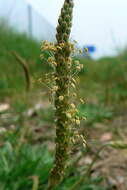 Image of buckhorn plantain