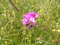 Image of Gladiolus kotschyanus Boiss.