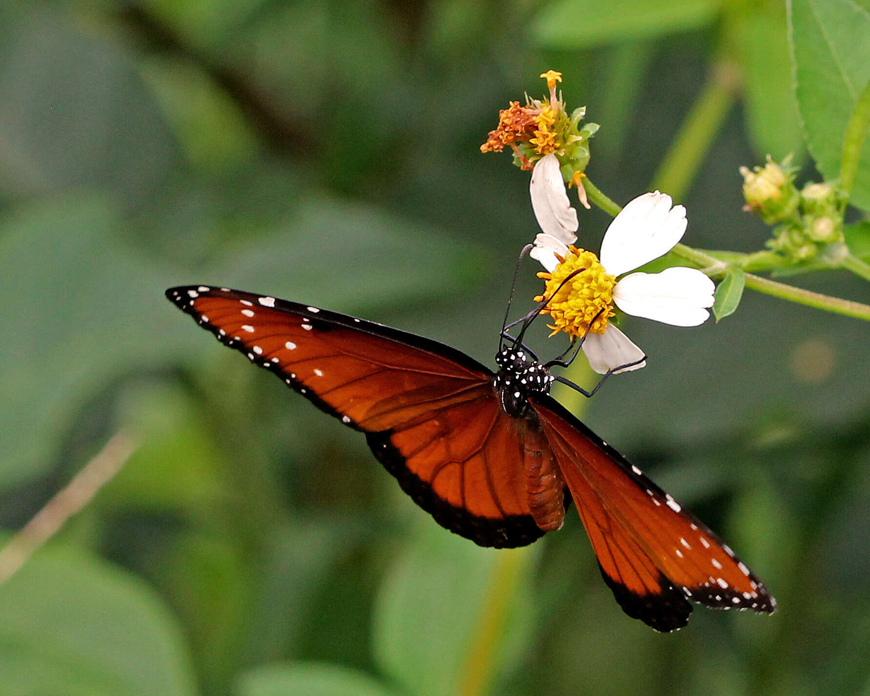 Image of Monarch Butterfly