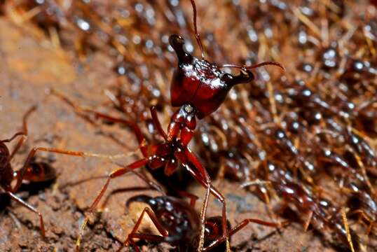 Image of Driver ants