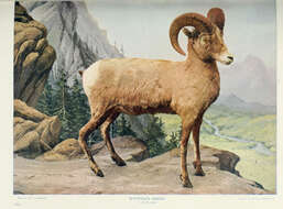 Image of bighorn sheep