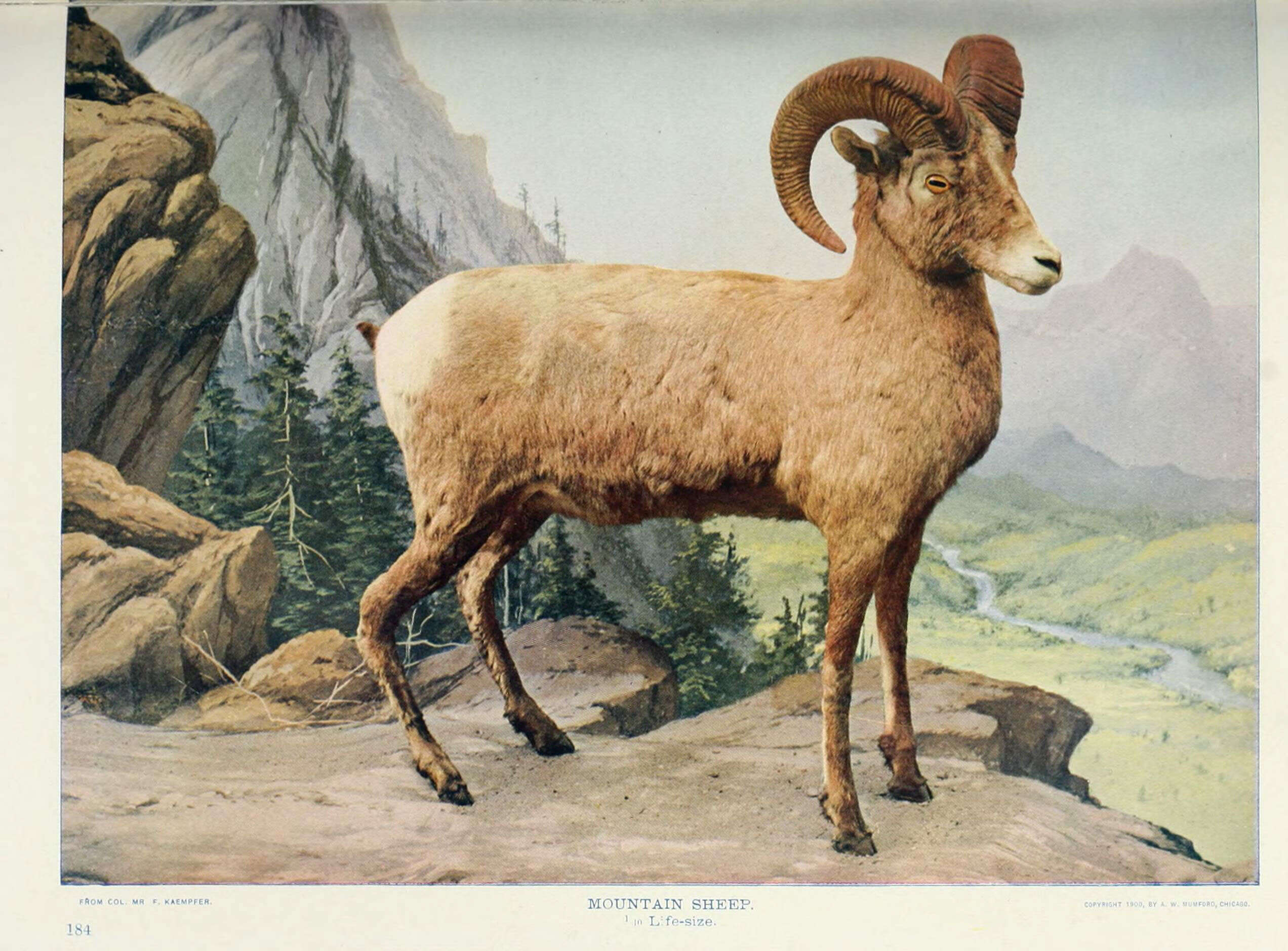 Image of Ovis Linnaeus 1758