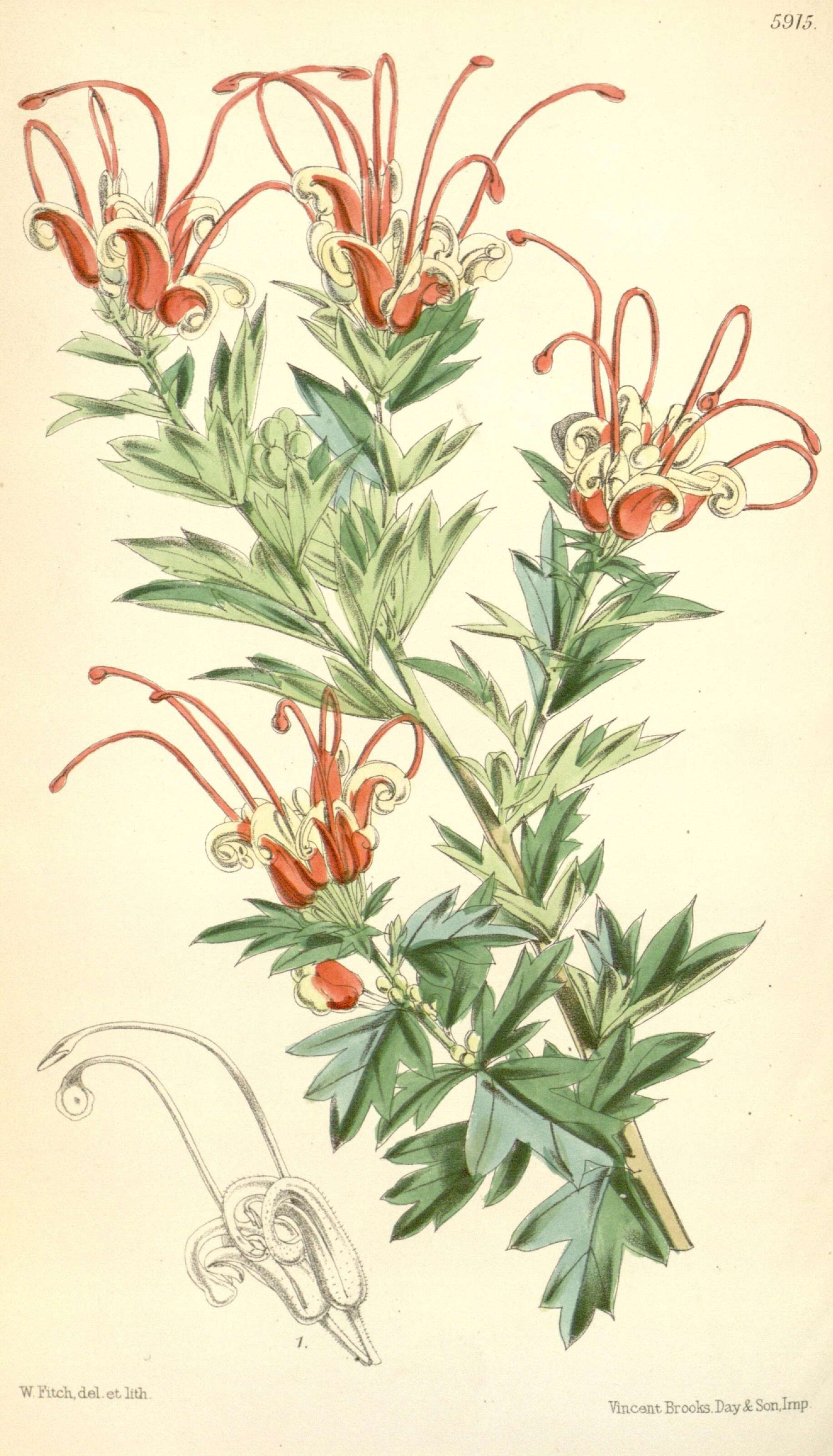 Imagem de Grevillea tripartita Meissn.