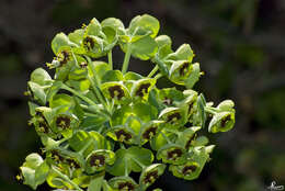 Image of Albanian spurge