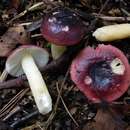 Image of Russula alnetorum Romagn. 1956