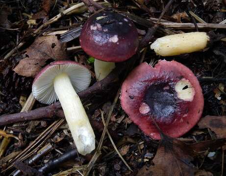 Image of Russula alnetorum Romagn. 1956