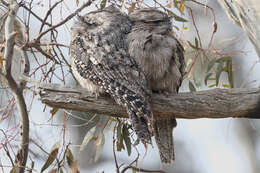 Image of Tawny Frogmouth