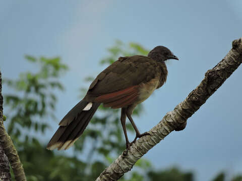 Image of Gray-headed Chachalaca