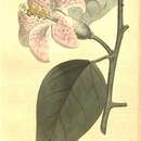 Image of <i>Lagunaea patersonia</i>