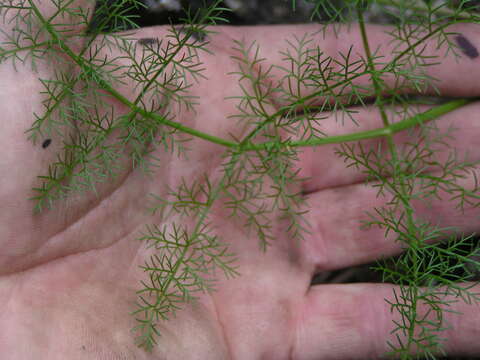 Imagem de Lomatium brunsfeldianum Kemper & R. P. Mc Neill