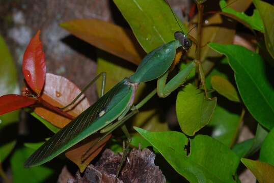 Image of Giant Malaysian Shield Mantis