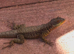 Image of Lava Lizards