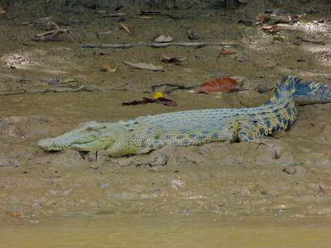 Imagem de Crocodylus porosus Schneider 1801