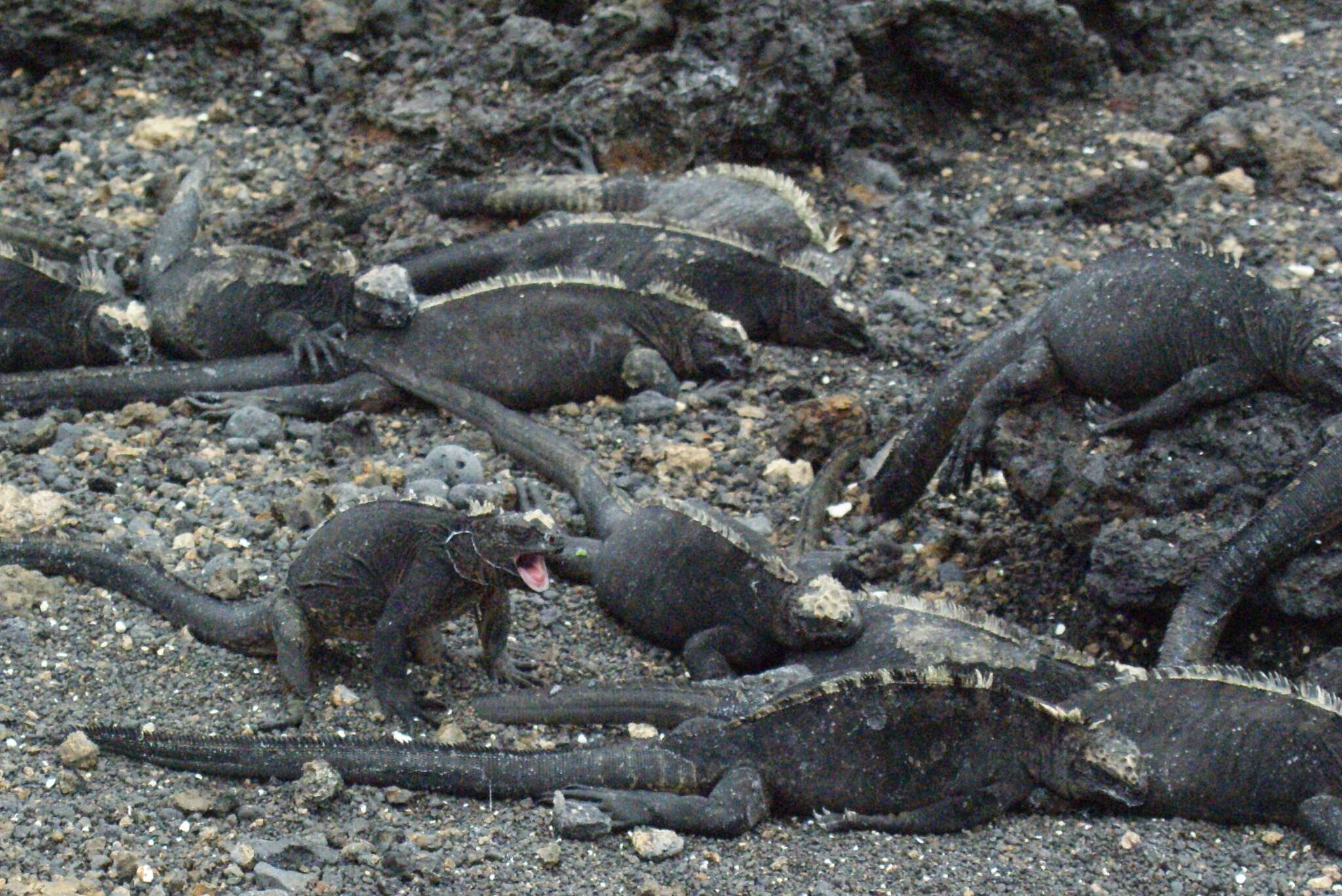 Image of marine iguana