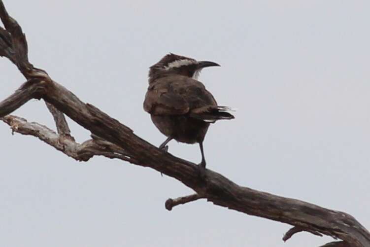 Image of Australo-Papuan babblers