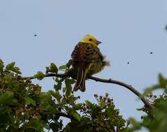 Image of Emberiza Linnaeus 1758