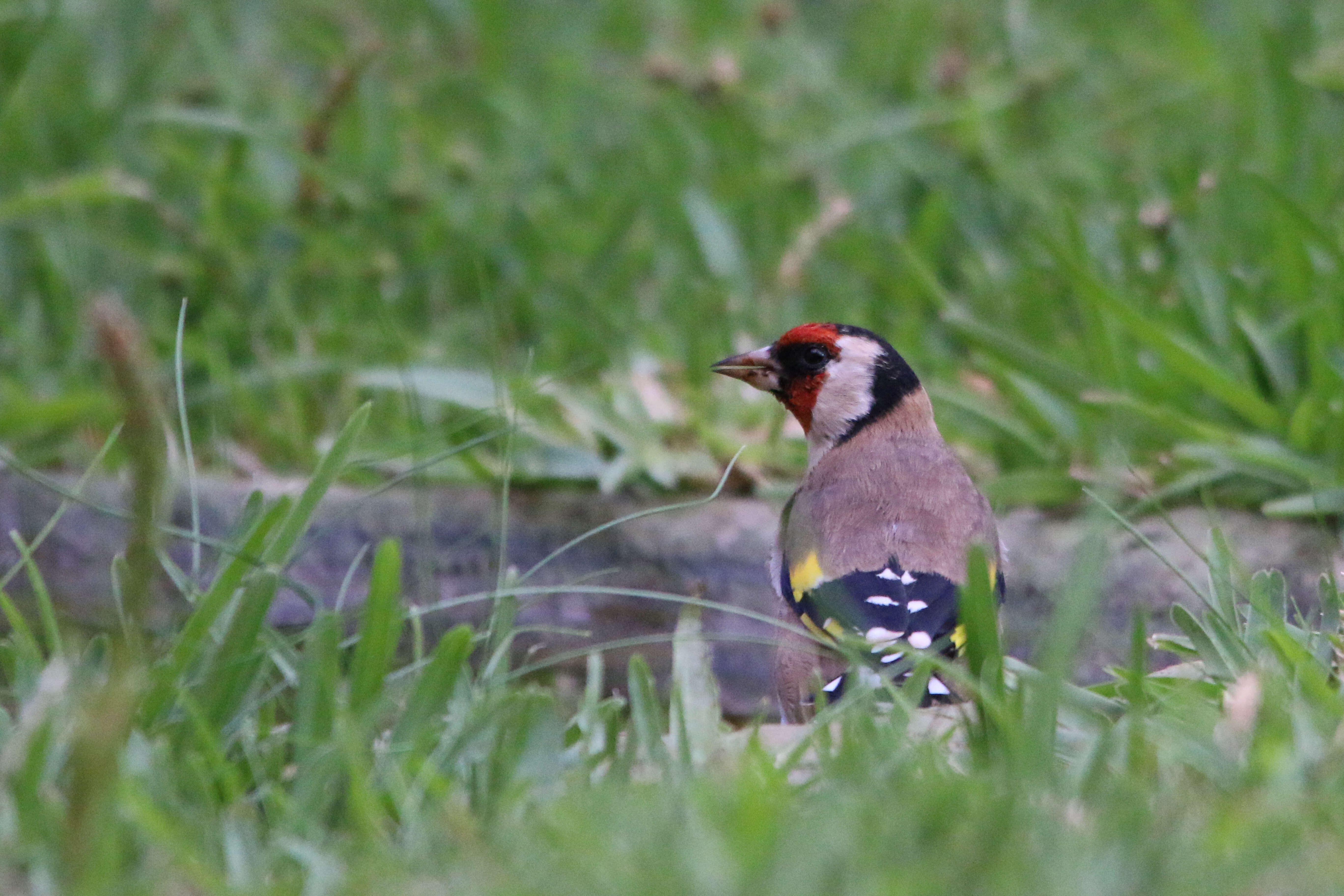 Image of Carduelis carduelis parva Tschusi 1901