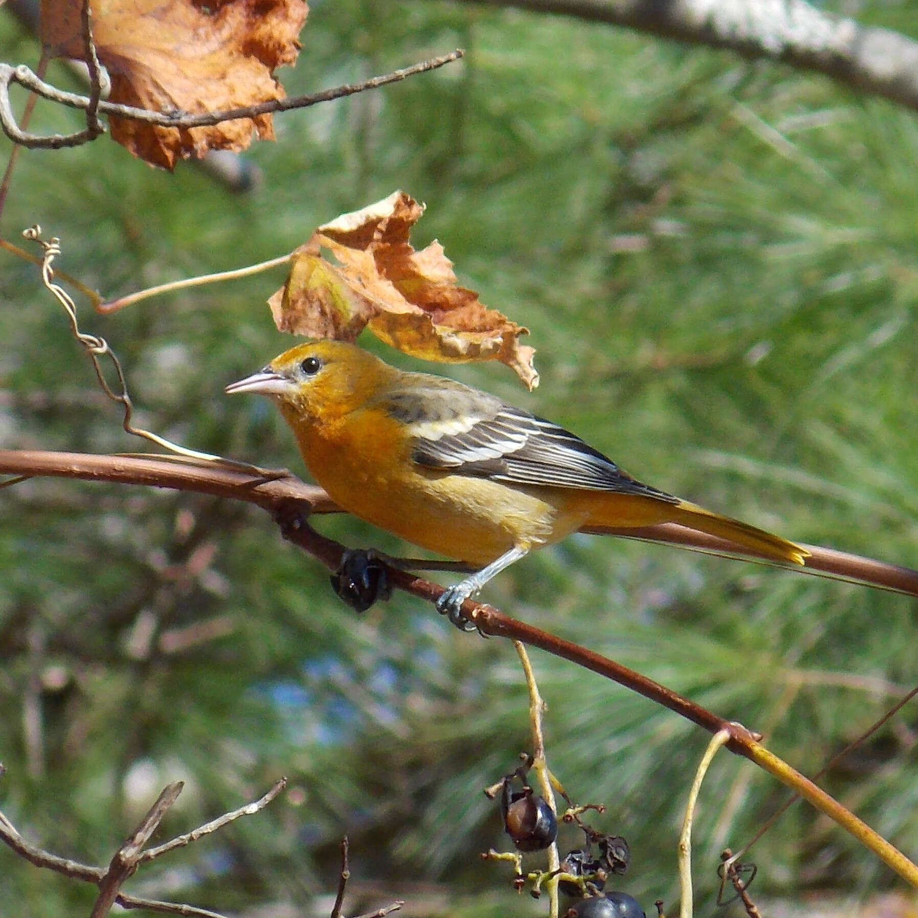 Image of New World orioles