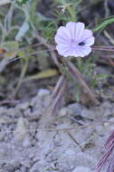 Image of Malva trifida Cav.