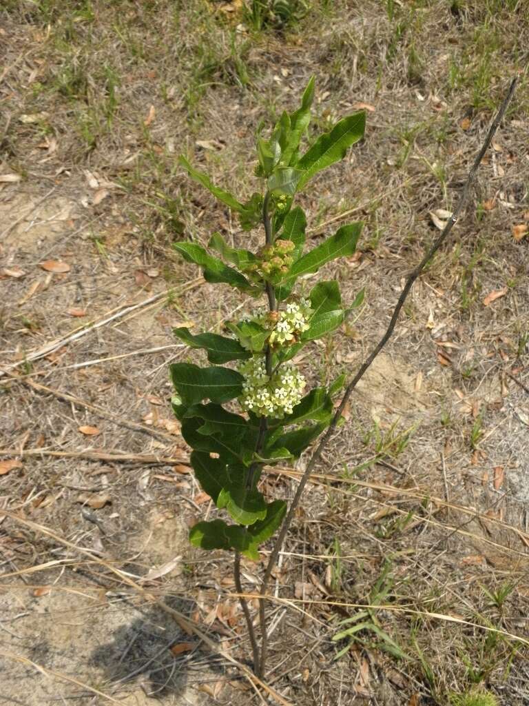 Image of Velvetleaf milkweed