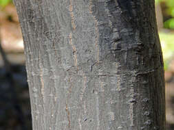 Image of California buckthorn