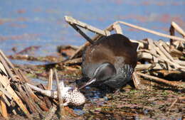 Image of African Rail