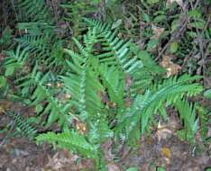 Image of cinnamon fern