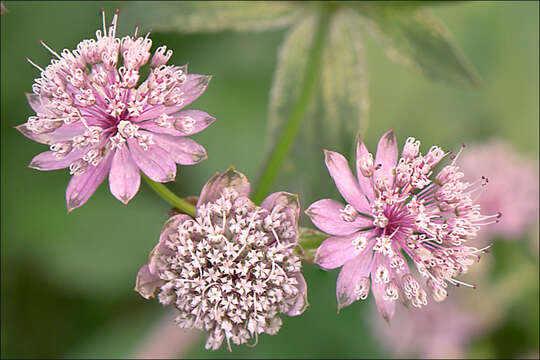 Imagem de Astrantia major subsp. major