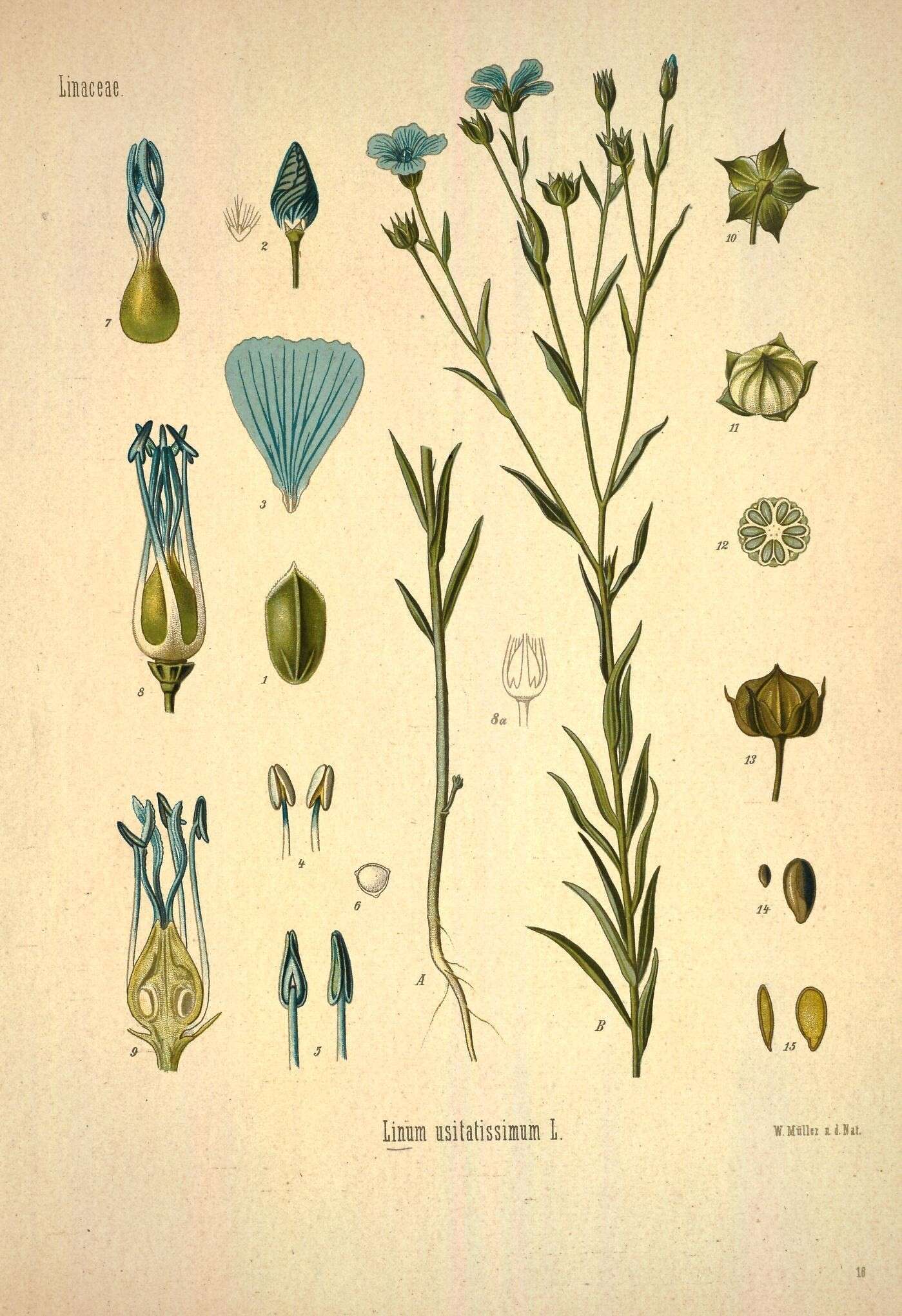 Image of flax
