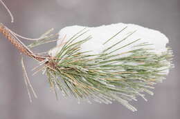 Imagem de Pinus nigra J. F. Arnold