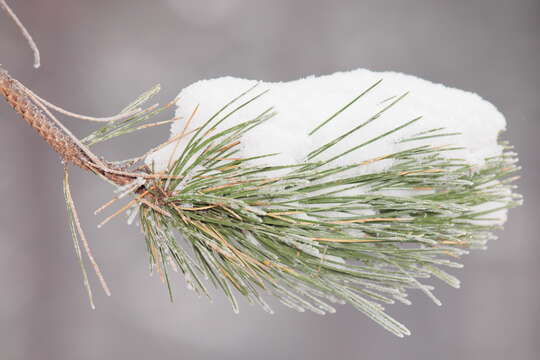 Imagem de Pinus nigra J. F. Arnold