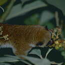 Image of Crossley's Dwarf Lemur