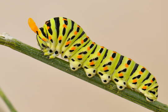 Image of Old World Swallowtail