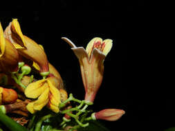 Image of Bignonia hyacinthina (Standl.) L. G. Lohmann